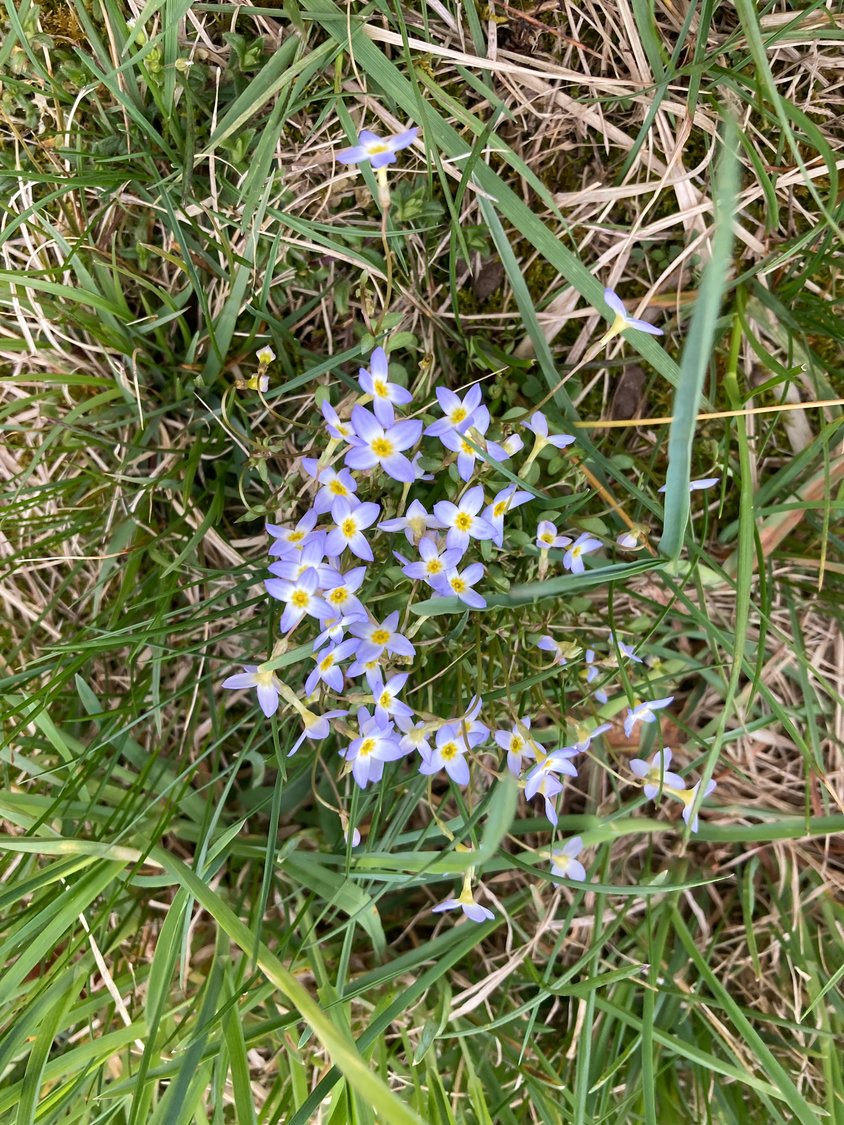 Delicate bluets (Quaker ladies) brighten a grassy path.